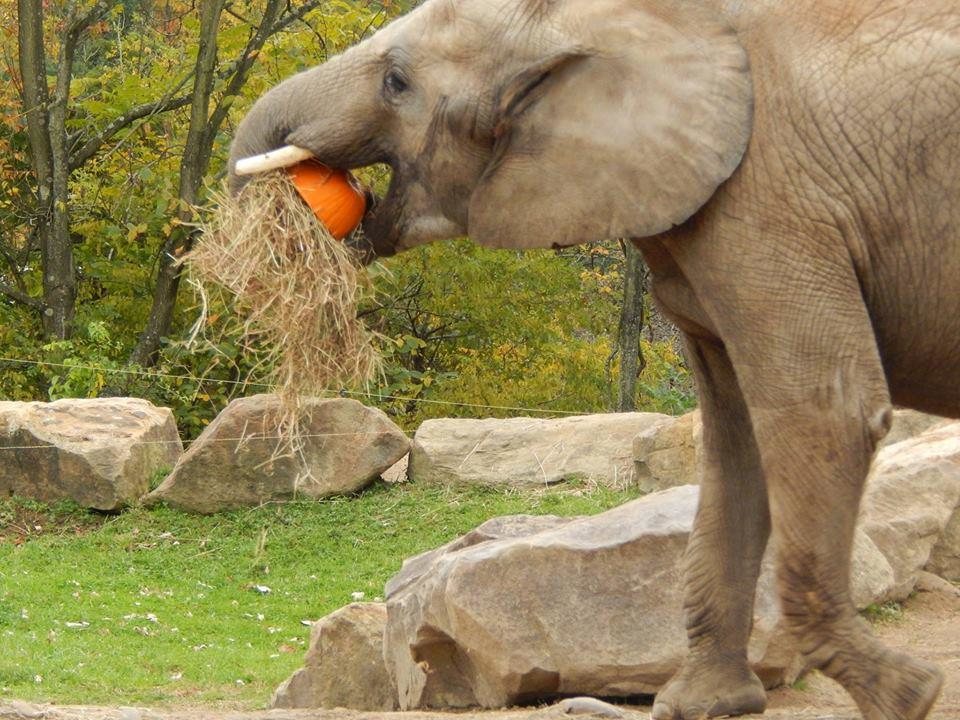 Pittsburgh zoo discount coupons